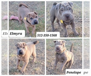 Chinese Shar-Pei Puppy for sale in MANOR, TX, USA