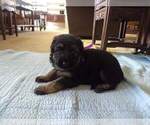 Small Photo #4 German Shepherd Dog Puppy For Sale in OAK GROVE, OR, USA