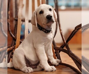 Labrador Retriever Puppy for sale in LINDEN, TN, USA