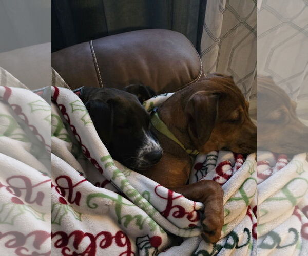 Medium Photo #2 Dachshund-Labrador Retriever Mix Puppy For Sale in Brooklyn Center, MN, USA