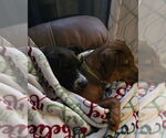 Small #1 Dachshund-Labrador Retriever Mix