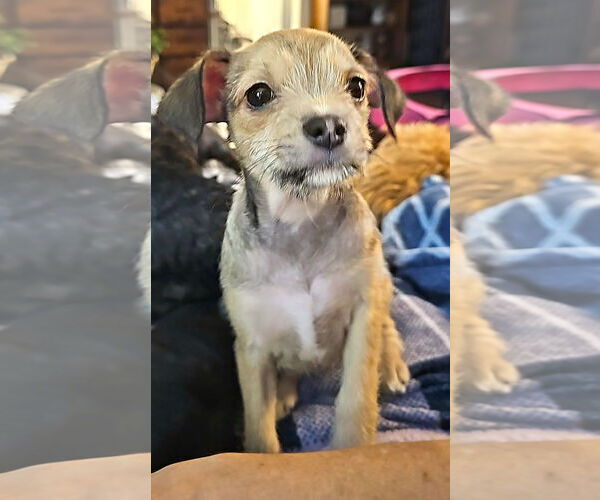 Medium Photo #4 Chihuahua Puppy For Sale in Arlington, WA, USA