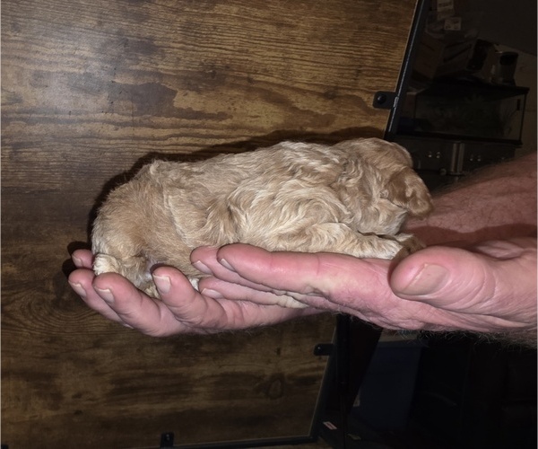 Medium Photo #10 Poodle (Toy) Puppy For Sale in DYERSBURG, TN, USA