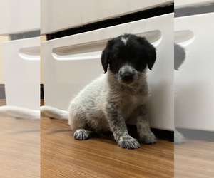 Miniature Australian Shepherd Puppy for sale in CHESTERFIELD TOWNSHIP, MI, USA