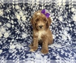 Small #7 Cockapoo
