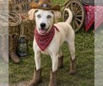 Small #1 Labrador Retriever
