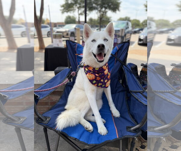 Medium Photo #5 Siberian Husky Puppy For Sale in Carrollton, TX, USA