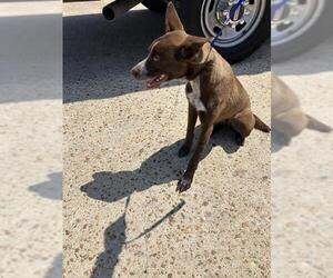 Labrador Retriever-Unknown Mix Dogs for adoption in Conroe, TX, USA