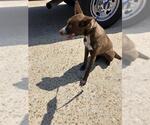 Small Labrador Retriever Mix