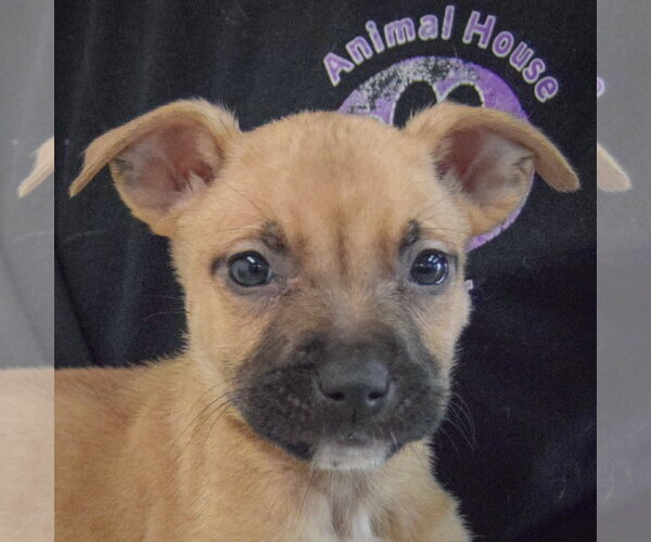 Medium Photo #2 American Staffordshire Terrier-Boxer Mix Puppy For Sale in Huntley, IL, USA