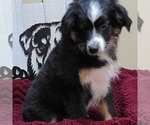 Small Photo #3 Miniature Australian Shepherd Puppy For Sale in OCTAVIA, OK, USA