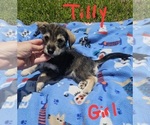 Small Photo #13 Chizer Puppy For Sale in MONTEZUMA, GA, USA