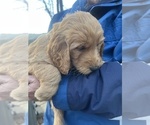 Small Photo #7 Goldendoodle Puppy For Sale in WAKE FOREST, NC, USA