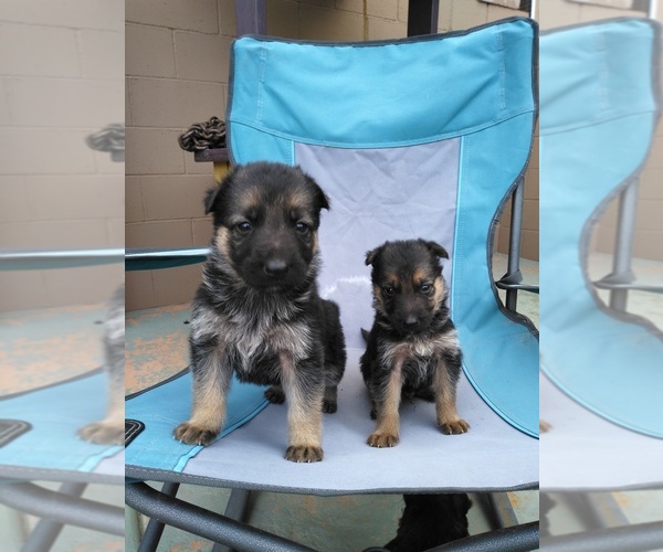 Medium Photo #9 German Shepherd Dog Puppy For Sale in ALBUQUERQUE, NM, USA