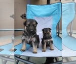Small Photo #9 German Shepherd Dog Puppy For Sale in ALBUQUERQUE, NM, USA