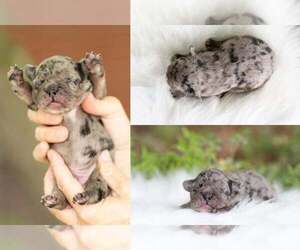 French Bulldog Puppy for sale in ROANOKE, IL, USA