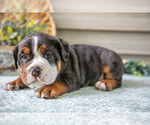 Small #4 Beabull