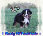 Image preview for Ad Listing. Nickname: Spider