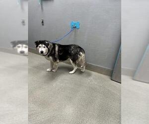 Siberian Husky-Unknown Mix Dogs for adoption in Las Vegas, NV, USA