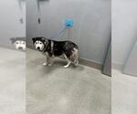 Small Siberian Husky Mix