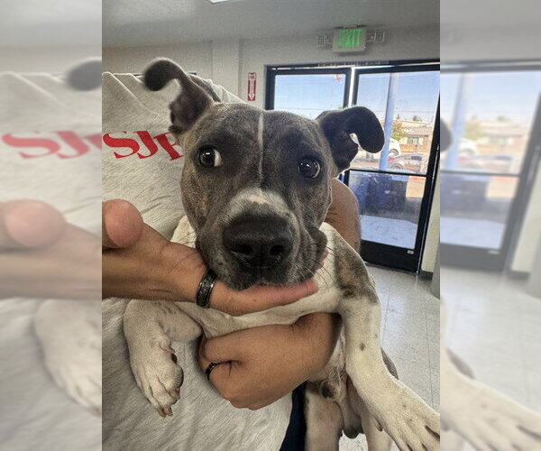 Medium Photo #1 Mutt Puppy For Sale in Bakersfield, CA, USA