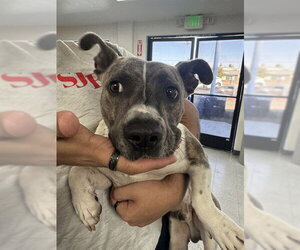 Mutt Dogs for adoption in Bakersfield, CA, USA