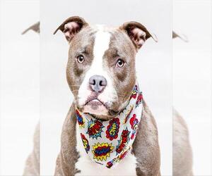 Staffordshire Bull Terrier-Unknown Mix Dogs for adoption in Sanford, FL, USA