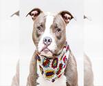 Small Staffordshire Bull Terrier Mix