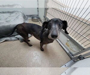 Dachshund Dogs for adoption in Los Angeles, CA, USA