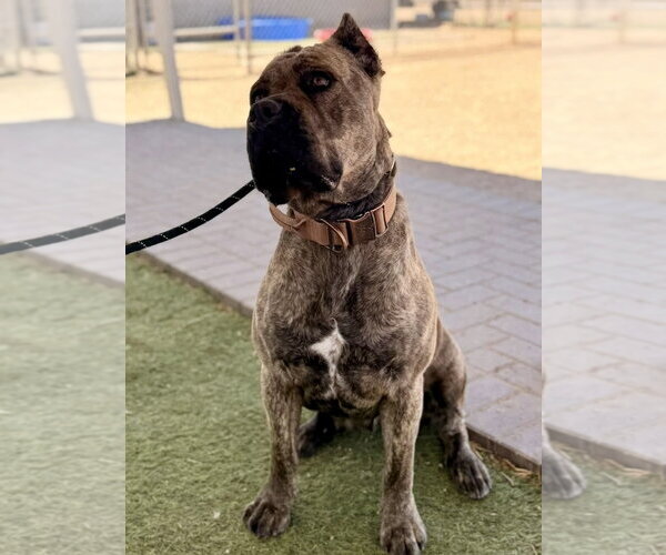 Medium Photo #4 Mutt Puppy For Sale in Goodyear, AZ, USA