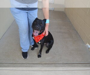 Mutt Dogs for adoption in McKinney, TX, USA