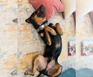 Reggie - Male Rottweiler Dog for Adoption - Photo #6