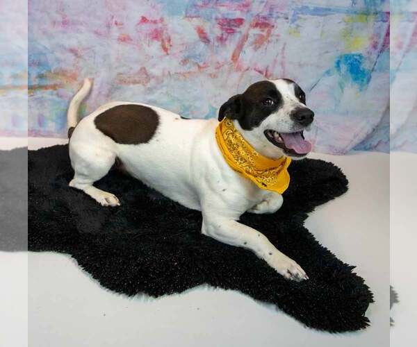 Medium Photo #4 Mutt Puppy For Sale in Kennesaw, GA, USA