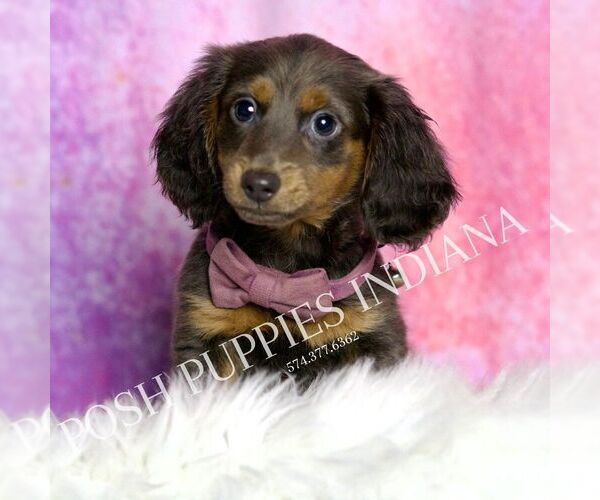 Medium Photo #18 Dachshund Puppy For Sale in WARSAW, IN, USA