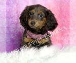 Puppy ACA Eclipse Dachshund