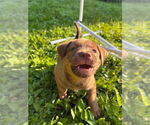 Small #3 Mutt