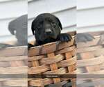 Small Photo #2 Labrador Retriever Puppy For Sale in CASHTON, WI, USA