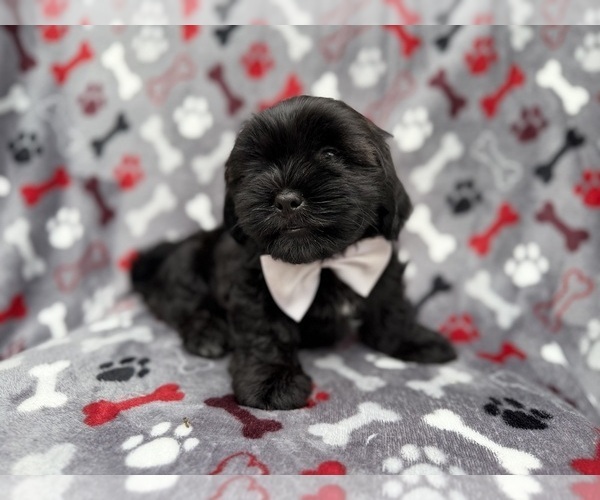 Medium Photo #8 Zuchon Puppy For Sale in LAKELAND, FL, USA