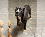 Small #7 American Pit Bull Terrier Mix