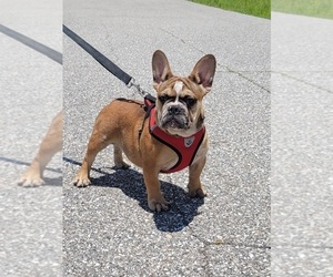 French Bulldog Puppy for sale in NORTH PORT, FL, USA