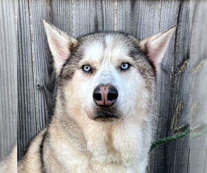 Siberian Husky Dogs for adoption in Omaha, NE, USA