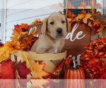 Small Photo #7 Labrador Retriever Puppy For Sale in MOUNT AIRY, NC, USA