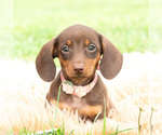 Small #5 Dachshund