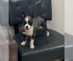 Small Pekingese Mix