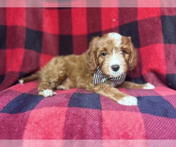 Medium Photo #6 Cavapoo Puppy For Sale in LAKELAND, FL, USA