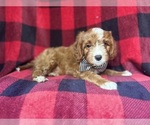 Small #5 Cavapoo