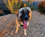 Small Photo #34 Anatolian Shepherd-Great Pyrenees Mix Puppy For Sale in AGOURA HILLS, CA, USA