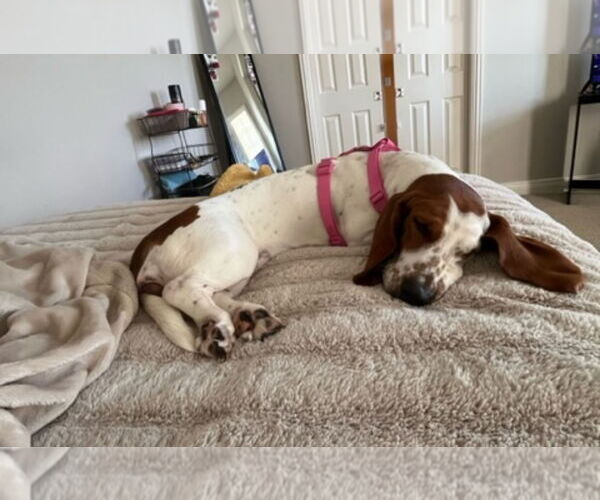 Medium Photo #4 Basset Hound Puppy For Sale in Brookville, OH, USA