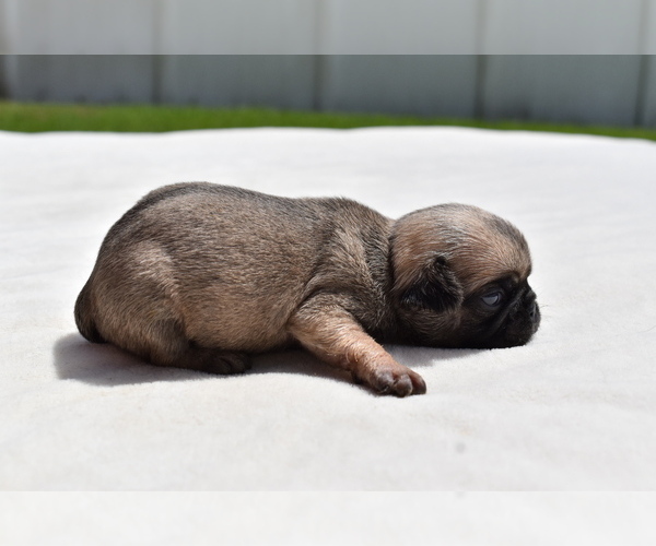 Medium Photo #3 Pug Puppy For Sale in PALM COAST, FL, USA