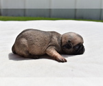 Small #2 Pug